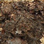 The wonders of leaf mould
