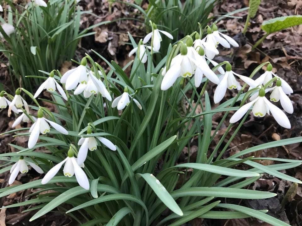 Snowdrops in woodland.