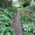 Transforming the bog garden