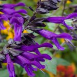 Salvia ‘Amistad’
