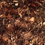 New Bridge & Season’s Beauty