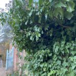 Ivy is not just for Christmas