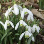 Driven by the Snowdrops