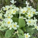My Passion for Primroses