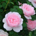 The Beauty of Roses