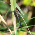 Damselflies and Dragonflies