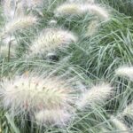 Time For Grasses